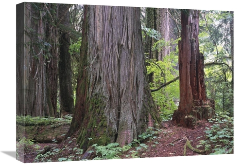 Global Gallery GCS-396985-1824-142 18 x 24 in. Western Red Cedars Grov