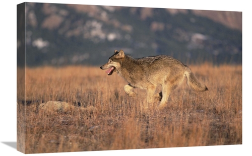 Global Gallery GCS-452299-1624-142 16 x 24 in. Timber Wolf Running Thr