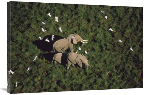 Global Gallery GCS-396800-2436-142 24 x 36 in. African Elephant Parent