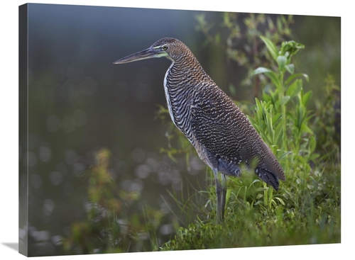 24 x 32 in. Bare-Throated Tiger Heron Portrait, Costa Rica Art Pri