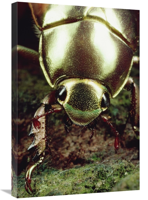 Global Gallery GCS-450699-2030-142 20 x 30 in. Golden Scarab Beetle Po