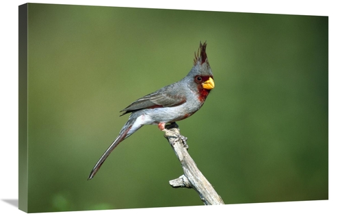 Global Gallery GCS-453291-2030-142 20 x 30 in. Pyrrhuloxia Male Perchi
