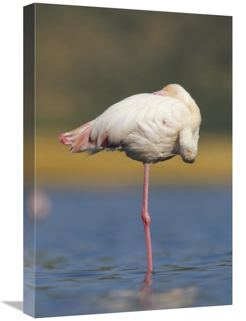 Global Gallery GCS-396457-1624-142 16 x 24 in. Greater Flamingo Standi