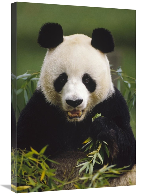 Global Gallery GCS-452737-2030-142 20 x 30 in. Giant Panda Feeding on 