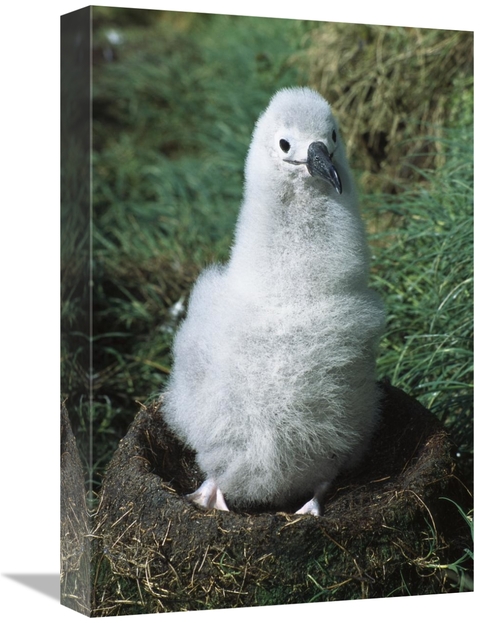 Global Gallery GCS-451626-1218-142 12 x 18 in. Campbell Albatross Port