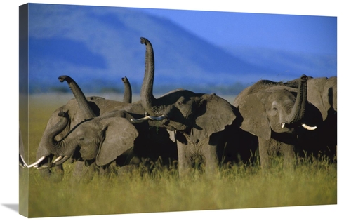 Global Gallery GCS-396209-2030-142 20 x 30 in. African Elephant Herd S