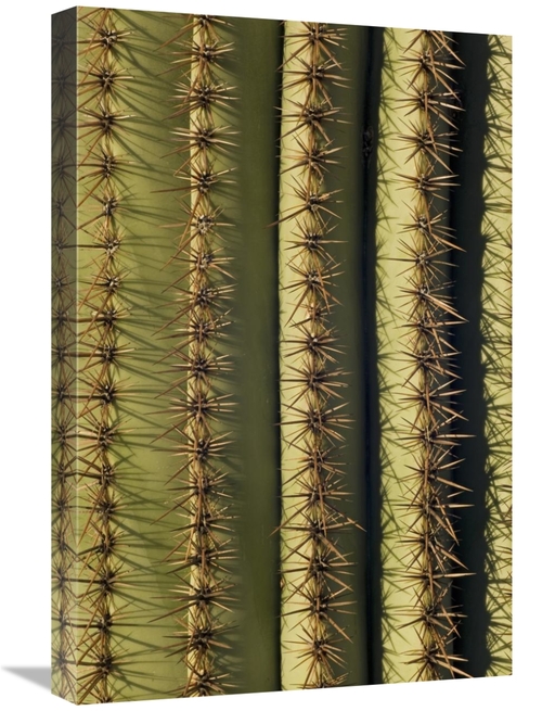 Global Gallery GCS-395322-1624-142 16 x 24 in. Saguaro Cactus Spines&#