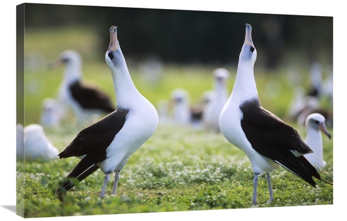 Global Gallery GCS-451426-2436-142 24 x 36 in. Laysan Albatross Courts