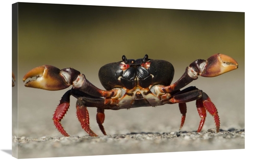Global Gallery GCS-397937-2436-142 24 x 36 in. Blackback Land Crab in 