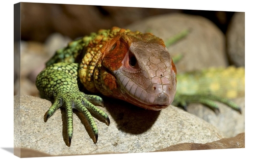 Global Gallery GCS-450907-2030-142 20 x 30 in. Guyana Caiman Lizard Po