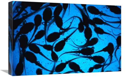 Global Gallery GCS-453368-1624-142 16 x 24 in. Cayenne Slender-Legged 