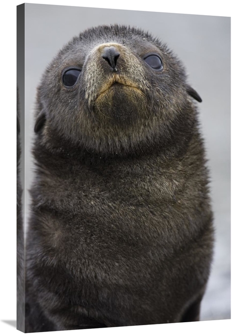 Global Gallery GCS-395837-2436-142 24 x 36 in. Antarctic Fur Seal 1 to