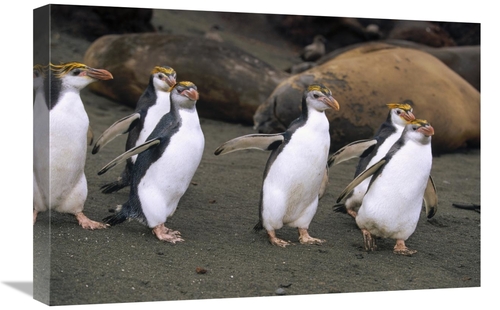 Global Gallery GCS-452443-1624-142 16 x 24 in. Royal Penguin Group on 