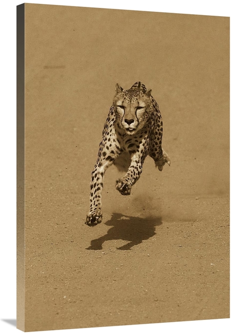 Global Gallery GCS-453664-2436-142 24 x 36 in. Cheetah Running, Na