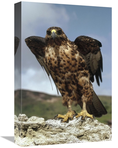 Global Gallery GCS-451191-1218-142 12 x 18 in. Galapagos Hawk Perching