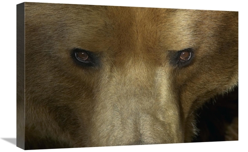 Global Gallery GCS-450891-1624-142 16 x 24 in. Grizzly Bear Portrait&#