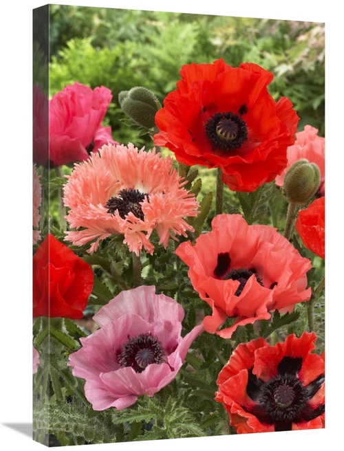 Global Gallery GCS-398336-1624-142 16 x 24 in. Oriental Poppy Flowers 