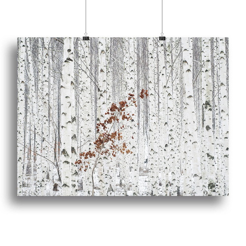 From White Canvas Print or Poster