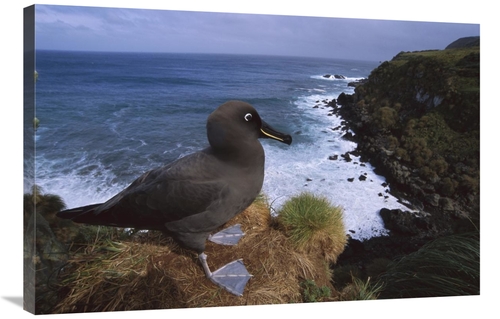 Global Gallery GCS-451799-2436-142 24 x 36 in. Sooty Albatross on Clif