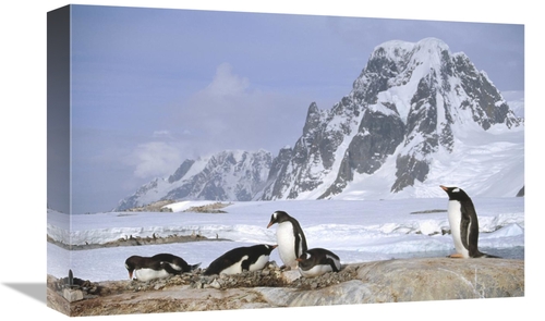 Global Gallery GCS-451280-1218-142 12 x 18 in. Gentoo Penguin Nesting 