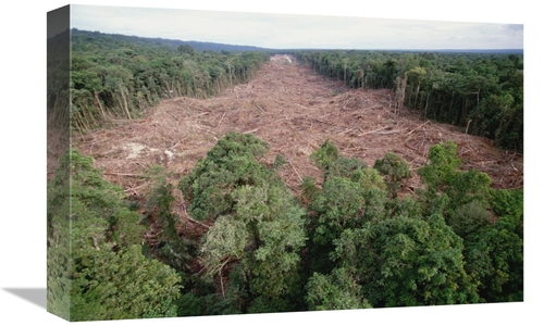 Global Gallery GCS-395787-1218-142 12 x 18 in. Clearing of Tropical Ra