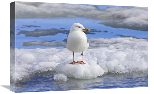 Global Gallery GCS-452714-1624-142 16 x 24 in. Glaucous Gull on Ice Fl