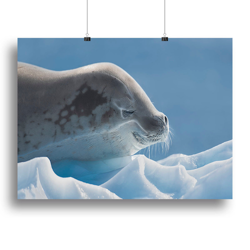 Peaceful Seal Canvas Print or Poster