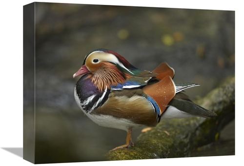 Global Gallery GCS-396257-1216-142 12 x 16 in. Mandarin Duck Male,