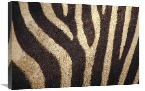 Global Gallery GCS-452746-2030-142 20 x 30 in. Hartmanns Mountain Zebr