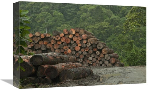 Global Gallery GCS-395561-1218-142 12 x 18 in. Logging of Native Rainf