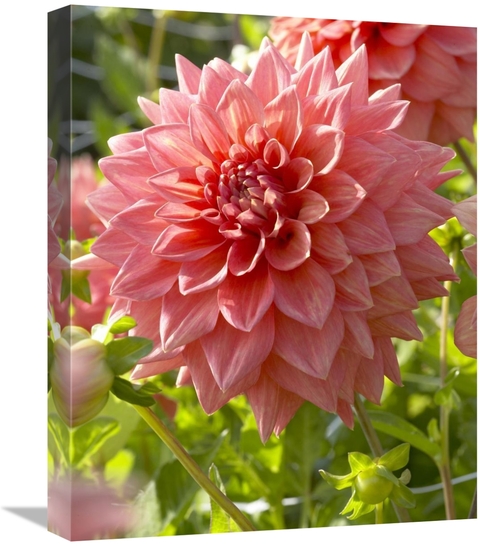 Global Gallery GCS-398364-1620-142 16 x 20 in. Dahlia Beverly Fly Vari