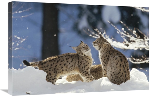 Global Gallery GCS-452438-2030-142 20 x 30 in. Eurasian Lynx Pair,