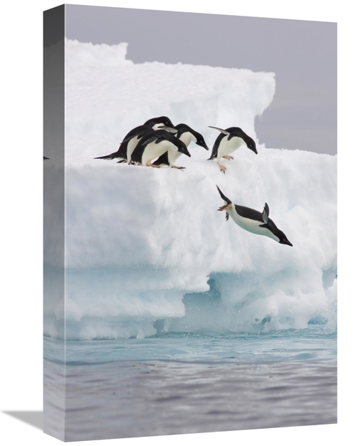 Global Gallery GCS-395822-1218-142 12 x 18 in. Adelie Penguin Diving O