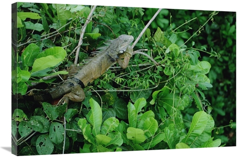 Global Gallery GCS-450707-2436-142 24 x 36 in. Green Iguana Sunning on