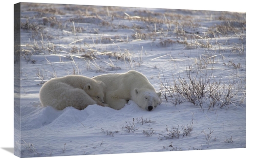 Global Gallery GCS-450941-2030-142 20 x 30 in. Polar Bear & Cub Near&#