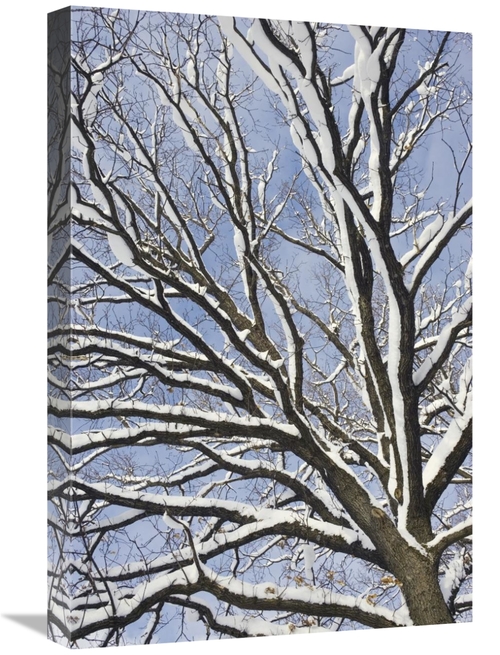 Global Gallery GCS-452582-1624-142 16 x 24 in. English Oak Tree in Sno