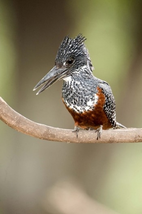 Giant kingfisher - Megaceryle maxima perching on a branch  Lake Manyar