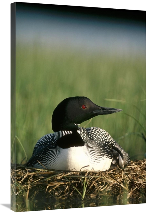 Global Gallery GCS-451856-2436-142 24 x 36 in. Common Loon on Nest wit