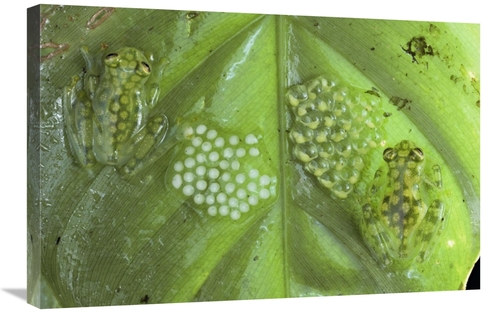 Global Gallery GCS-397230-2030-142 20 x 30 in. Reticulated Glass Frogs