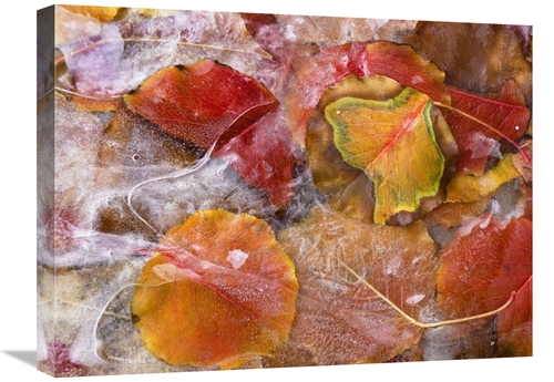 Global Gallery GCS-452227-1824-142 18 x 24 in. Cottonwood Frozen Leave