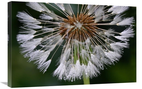Global Gallery GCS-398024-2030-142 20 x 30 in. Dandelion Seedhead Art 
