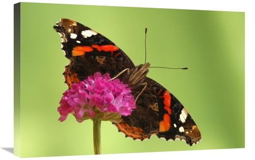 Global Gallery GCS-398008-2030-142 20 x 30 in. Red Admiral, Hoogel