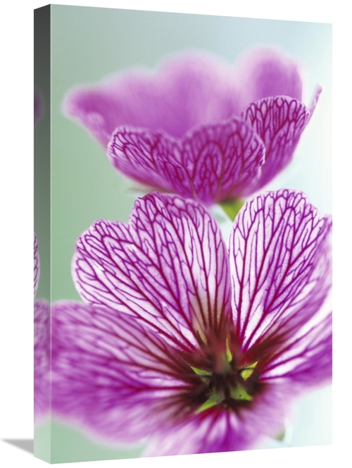 Global Gallery GCS-453611-1624-142 16 x 24 in. Sweet Scented Geranium 