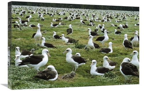 20 x 30 in. Laysan Albatross Nesting Colony, Midway Atoll, Haw