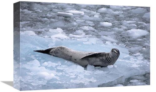 Global Gallery GCS-450621-1218-142 12 x 18 in. Leopard Seal Reclining 