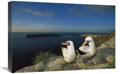 Global Gallery GCS-451771-1624-142 16 x 24 in. Nazca Booby Nesting Col