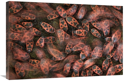 Global Gallery GCS-395350-2436-142 24 x 36 in. Fire Bug Mass Mating