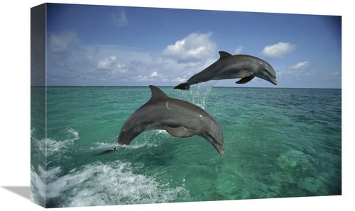 Global Gallery GCS-452637-1218-142 12 x 18 in. Bottlenose Dolphin Pair