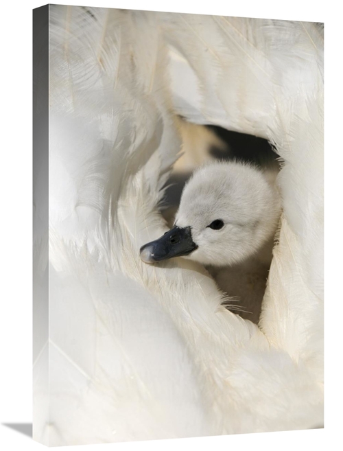 Global Gallery GCS-398175-1624-142 16 x 24 in. Mute Swan Cygnet, o