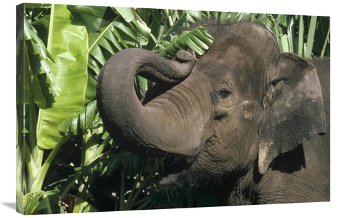 Global Gallery GCS-452933-2436-142 24 x 36 in. Asian Elephant Profile&